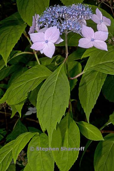 hydrangea serrata 2 graphic